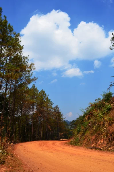 Asfaltové zpevněné silnici s borovice lesní — Stock fotografie
