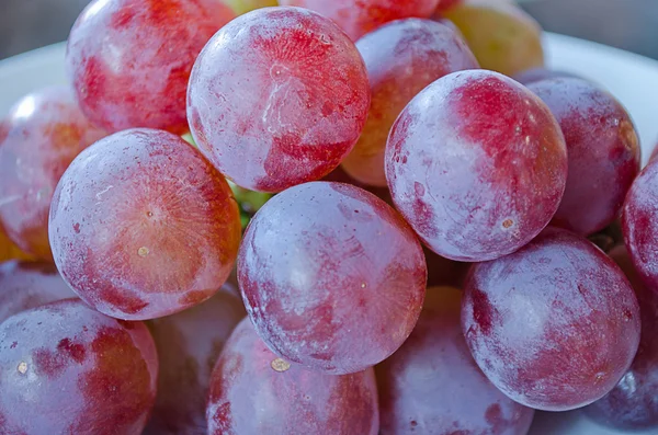 Red Grape,Vitis vinifera Linn of Vitidaceae — Stock Photo, Image