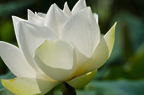 Ren vit lotus blommar i bassängen — Stockfoto