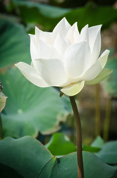 Saf beyaz lotus havzasında çiçeklenme — Stok fotoğraf