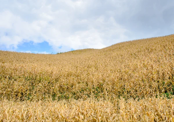 Medan Jagung di Bukit — Stok Foto