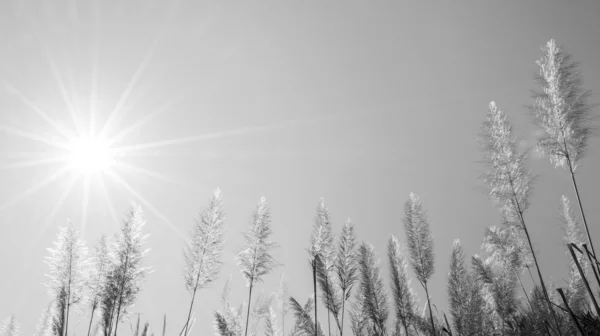 羽毛草の花と太陽 — ストック写真