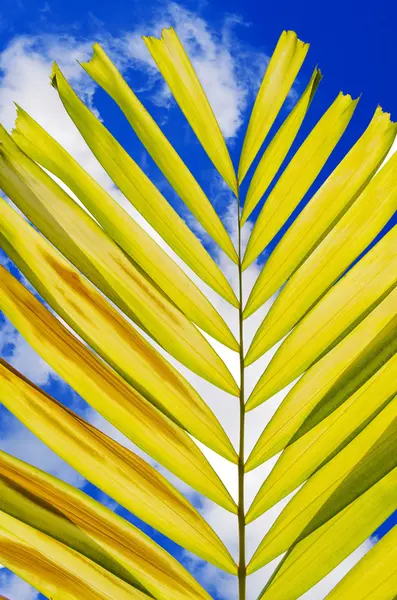 Petal palm Leaf and Cloudy Blue Sky Background — Stock Photo, Image