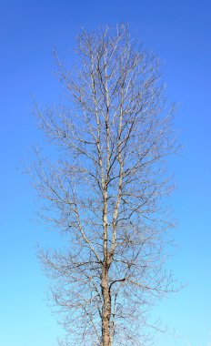 Mavi gökyüzü çıplak ağaca
