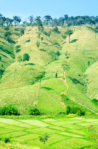 Step Cornfield and Rice Field Landscape — Stock Photo, Image