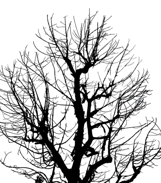 Silhouette Albero Morto su sfondo bianco isolato — Foto Stock