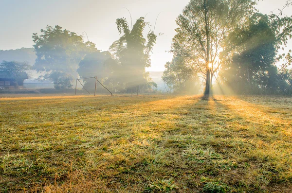 Arbre à silhouette sur terrain de football et rayon de soleil le matin — Photo