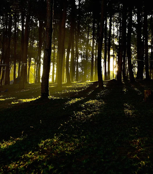 Silhouet van Forest Tree in ochtend Dawn — Stockfoto