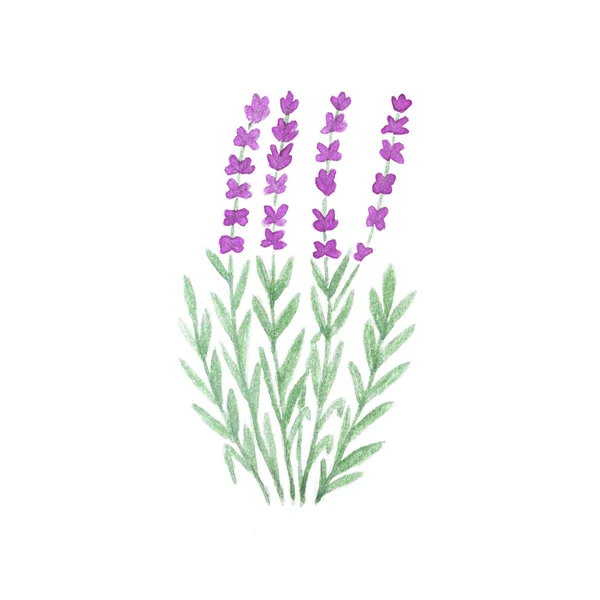 Watercolor lavender bouquet isolated on white background. — Stock Photo, Image