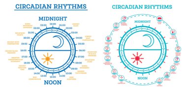 Circadian Rhythm Set. Uyku Uyandırma Projesi. Infographic Elementleri. Hormon üretiminde güneş ışığına maruz kalma. Gündüz ve Gece Vücutta Gerçekleşen Süreçler.