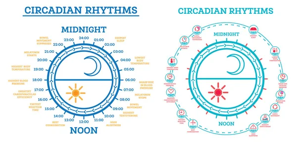 Circadian Rhythm Set. Uyku Uyandırma Projesi. Infographic Elementleri. Hormon üretiminde güneş ışığına maruz kalma. Gündüz ve Gece Vücutta Gerçekleşen Süreçler.