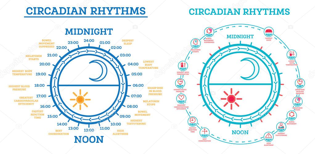 Circadian Rhythm Set. Scheme of Sleep Wake Cycle. Infographic Elements. Sunlight Exposure on Regulates Hormones Production. Processes Taking Place in Body During Day and Night.