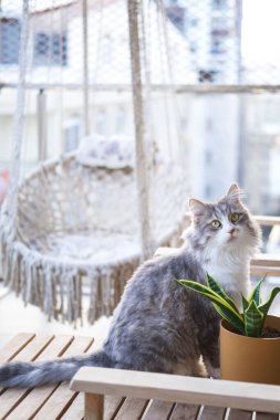 Tatlı kedi bitkilerin yanındaki ekrana bakıyor..