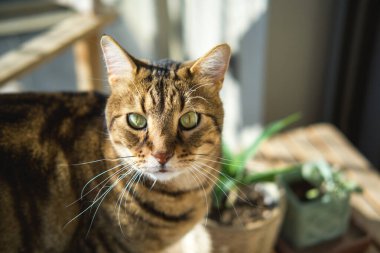 Tatlı kedi bitkilerin yanındaki ekrana bakıyor..