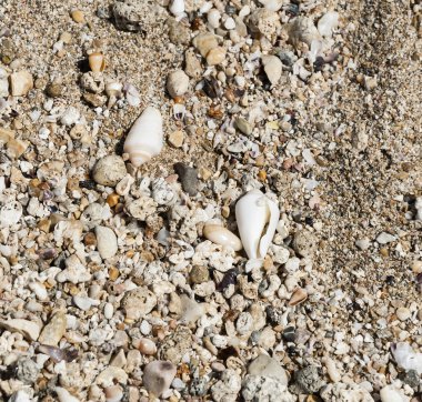 What brings the sea_