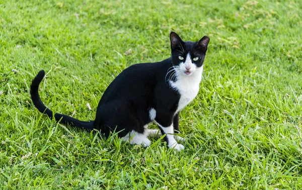 Yeşil çimenlerin üzerinde siyah ve beyaz kedi — Stok fotoğraf