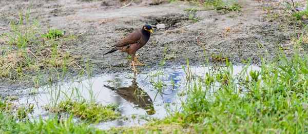 Spiegelbild eines Vogels in der Pfütze — Stockfoto