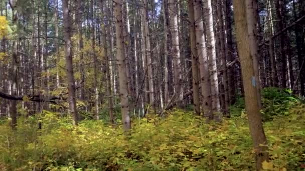 Alberi Acero Dipinti Foreste Canadesi Con Colori Luminosi Magici — Video Stock