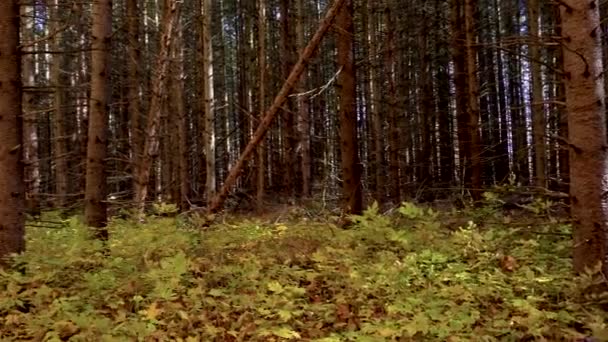 Der Weg Teilte Den Wald Zwei Teile Fichte Dunkel Und — Stockvideo