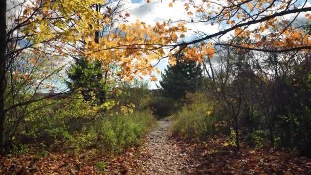 Ahornzweige Mit Gelben Herbstschmeicheleien Hängen Über Dem Weg Der Vom — Stockvideo