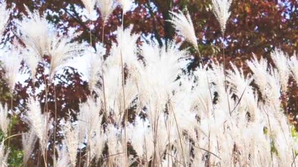 Vinden Skakar Det Vita Fjädergräset Tunna Stjälkar Mot Bakgrunden Ett — Stockvideo