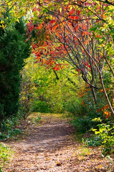 美丽的绿色 黄色和红色的树叶与秋天的森林形成鲜明对比 — 图库照片