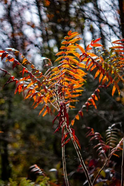 Jasně Červené Listy Rostlin Osvětlené Sluncem Vyčnívají Pozadí Podzimního Lesa — Stock fotografie