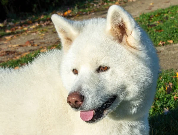 Retrato Cão Branco Jovem Adorável Grama Verde — Fotografia de Stock