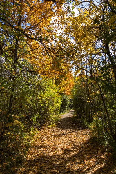紅葉の街の森公園の秋の道と白い雲の青空にオレンジの枝を張り出して ロイヤリティフリーのストック写真