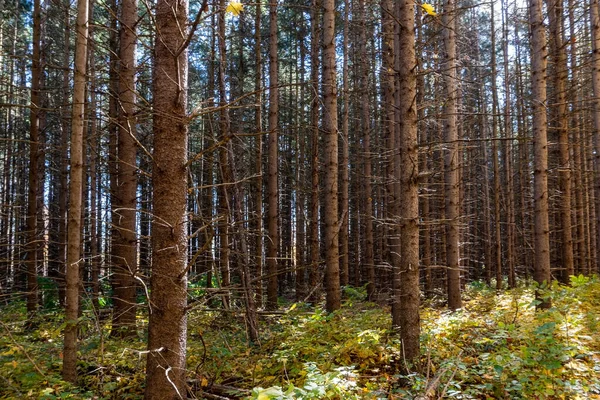 Fenyőfatörzsek Egy Tűlevelű Erdőben Melyet Nap Világít Kék Égnek Egy — Stock Fotó