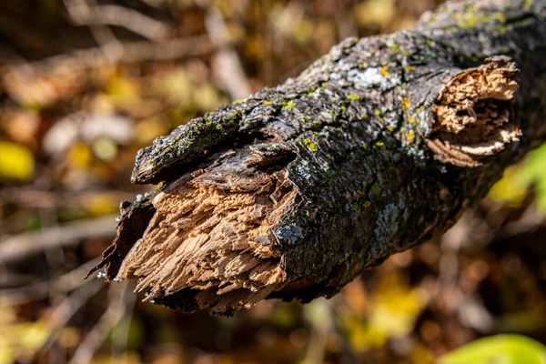 Kırık Büyük Bir Ağaç Dalı Sonbahar Yapraklarının Arka Planına Yakın — Stok fotoğraf