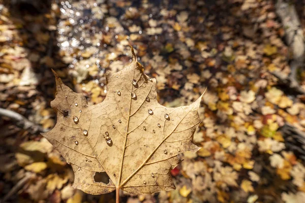 Podzimní Sušený Javorový List Malými Kapkami Deště Pozadí Spadlým Listím — Stock fotografie