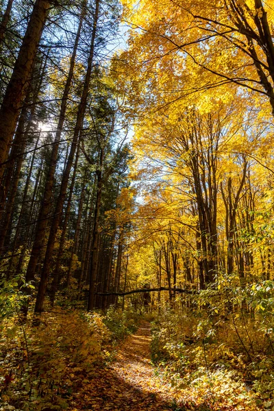 Strada Nel Bosco Con Alberi Autunnali Con Fogliame Arancione Brillante — Foto Stock