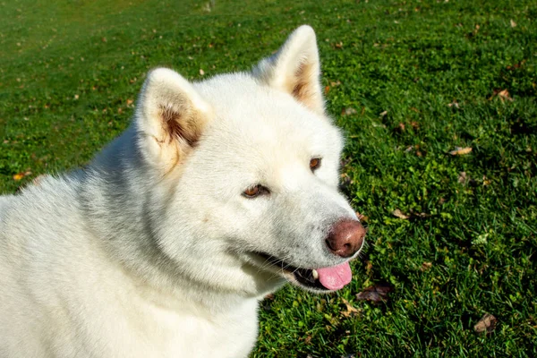 Portrait White Young Adorable Dog Green Grass — Stock Photo, Image