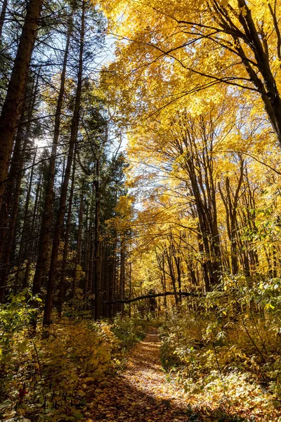 Οκτώβριος Αλλάζει Την Εμφάνιση Των Δασών Μετατρέποντάς Μια Μαγική Και — Φωτογραφία Αρχείου