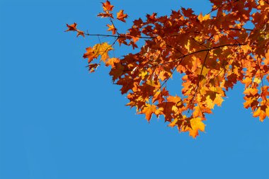 Turuncu sonbahar akçaağaç arka planda harfler veya reklamlar için boşluk bırakır