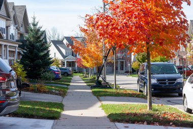 Genç akçaağaçlar şehre, yeni bölgelere dikildi ve sonbahara kadar şehri sihirli renklerle boyadılar.