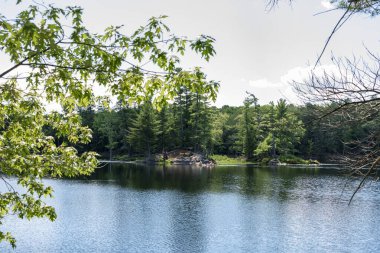 Turistler Ontario 'da vahşi bir ormanın yakınındaki sahil boyunca uzanan bir gölde kanoda yüzerler.