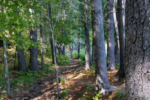 Forestry Canada Trying Help Tourists Vacationers Carefully Laying Hiking Trails — Stock Photo, Image