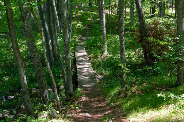 Forestry Canada Trying Help Tourists Vacationers Carefully Laying Hiking Trails — Stock Photo, Image