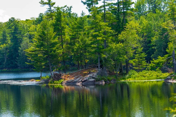 Frammento Una Piccola Isola Lago Boschivo Ricoperto Grandi Alberi — Foto Stock