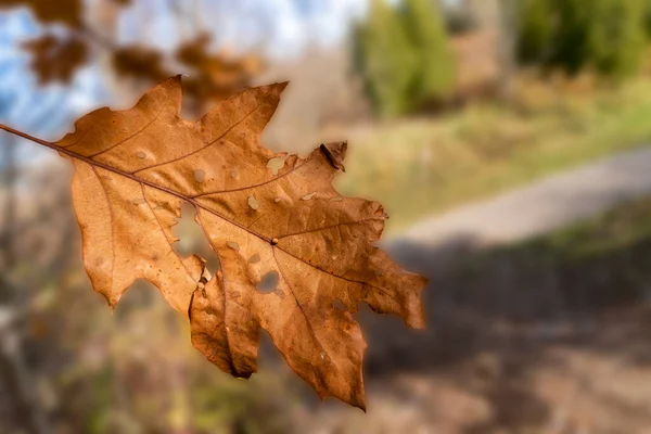 Φθινόπωρο Ξερά Φύλλα Βελανιδιάς Κρέμονται Από Ένα Δέντρο Τρώγονται Από — Φωτογραφία Αρχείου