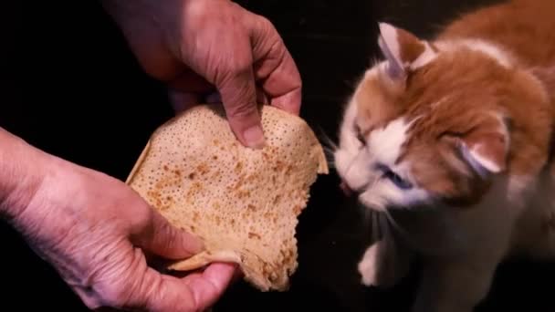 Gato Muerde Pedazos Panqueque Sostenido Las Manos Dueño — Vídeo de stock