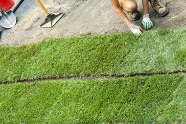 İşçiler yeni çim balyalarını hazırlanmış bir arazi üzerine sererler.