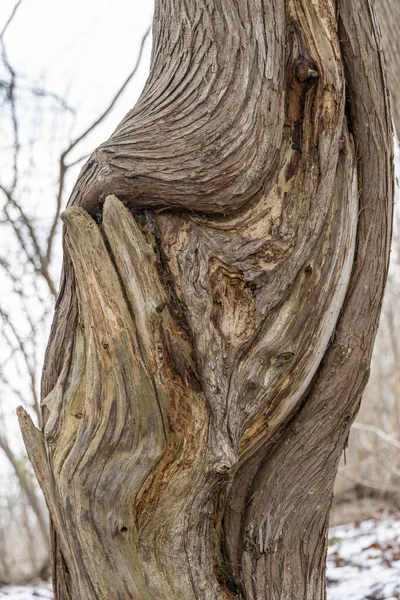 Süslü Bir Deseni Olan Bir Ağaç Gövdesinin Parçası — Stok fotoğraf