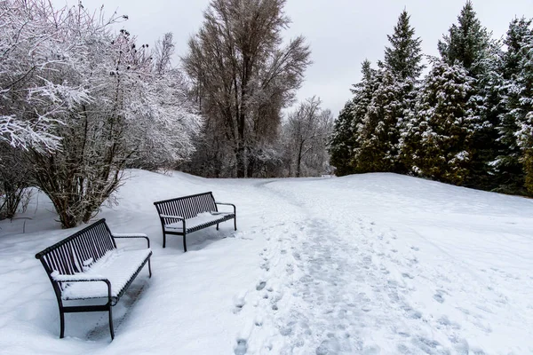 Két Hóval Borított Fém Pad Áll Egyedül Park Ösvénye Mellett — Stock Fotó