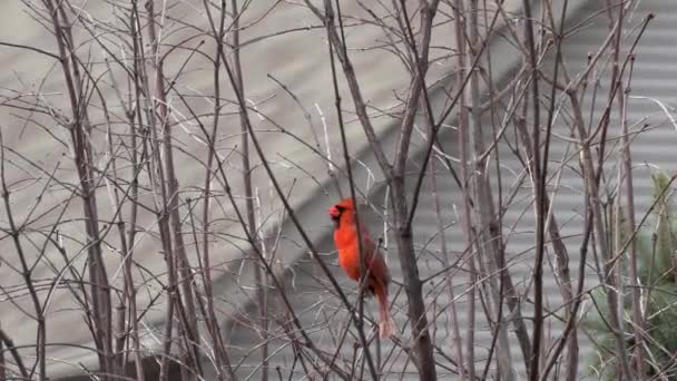 Cardinal Rouge Assis Sur Arbre Appelle Une Femme — Video