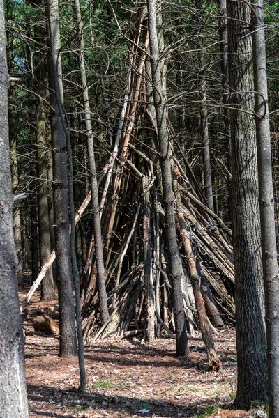 Mrtvé Dřevo Shromážděné Lese Postaveno Pyramidě Uschne Kolem Velkého Stromu — Stock fotografie