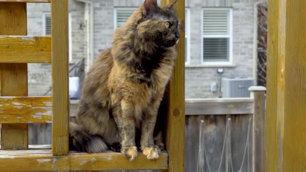 三色の猫が柵の上に腰を下ろして辺りを見回す — ストック動画