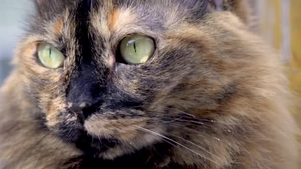 Porträt Einer Schönen Und Niedlichen Katze Mit Grünen Augen — Stockvideo